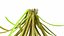 Aquarium Plants Collection 3