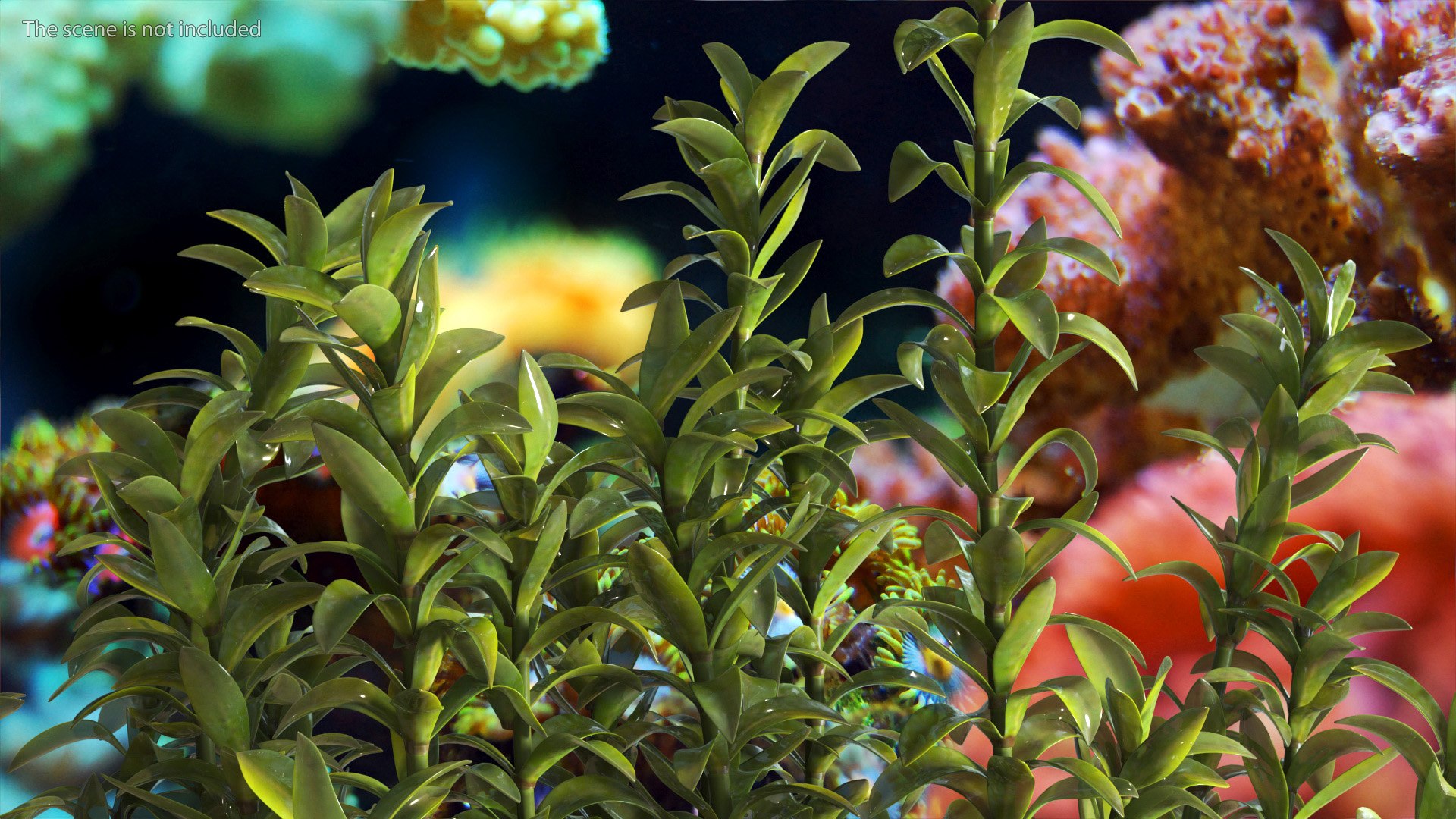 3D Aquarium Plants Collection 3 https://p.turbosquid.com/ts-thumb/XR/D7lcMi/zb/aquariumplantscollection3mb3dmodel034/jpg/1703185575/1920x1080/fit_q87/7a9895e722ad8dacb65b6f47c70d1b342fab1d7e/aquariumplantscollection3mb3dmodel034.jpg