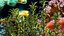 Aquarium Plants Collection 3