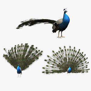 Aniamted peacock 3D model