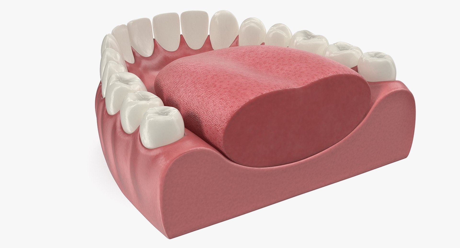 3D Tooth Implants Collection 4 https://p.turbosquid.com/ts-thumb/XR/EkHB9y/lO/toothimplantscollection43dmodel086/jpg/1706530856/1920x1080/fit_q87/bb23ff83d1eb67bd55ac4ed56bc8fdf7e9950bde/toothimplantscollection43dmodel086.jpg
