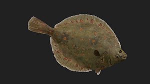 3D Plaice model