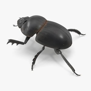 Soil Beetle Dirty Rigged Fur 3D