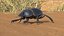 Soil Beetle Dirty Rigged Fur 3D