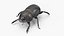 Soil Beetle Dirty Rigged Fur 3D