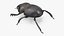Soil Beetle Dirty Rigged Fur 3D