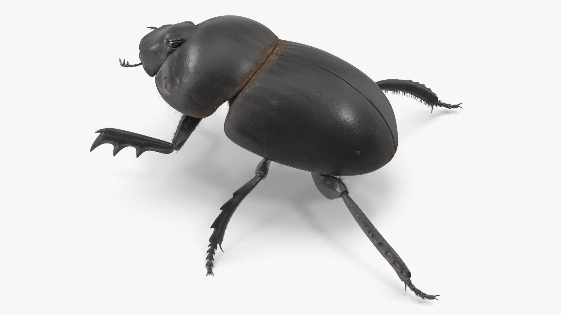 Soil Beetle Dirty Rigged Fur 3D https://p.turbosquid.com/ts-thumb/XR/Uvm3pc/Wu/soil_beetle_dirty_rigged_fur_002/jpg/1730591147/1920x1080/fit_q87/531c447050693ff982a33a312d2a8ad0baa61ead/soil_beetle_dirty_rigged_fur_002.jpg