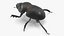Soil Beetle Dirty Rigged Fur 3D