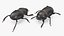 Soil Beetle Dirty Rigged Fur 3D