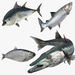 fishes 2 rigged 3D model