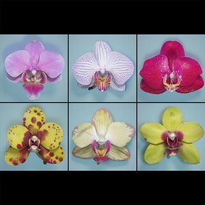 3d model orchid flowers