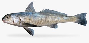 Califonria Corbina - ( Menticirrhus undulatus )