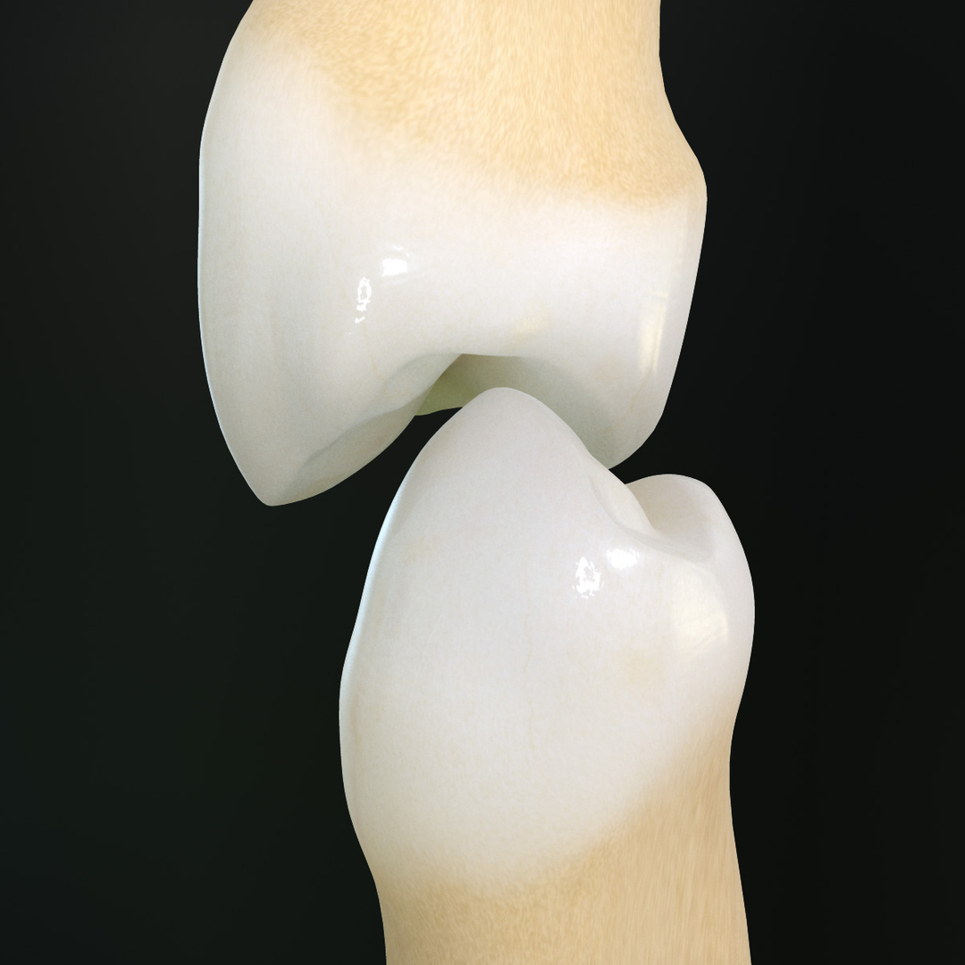 3d teeth premolars model https://p.turbosquid.com/ts-thumb/XR/lIGRSA/15uG96jl/fp/jpg/1364428482/1920x1080/turn_fit_q99/c24fa432ee3aec7e7bf40158b9b29821efa17052/fp-1.jpg