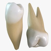 First Premolars
