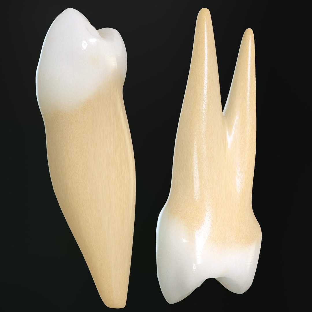 3d Teeth Premolars Model