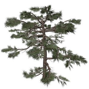 3D Huangshan Pine Tree - 04 -
