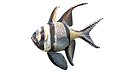 Banggai Cardinalfish