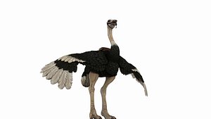 3D Ostrich model