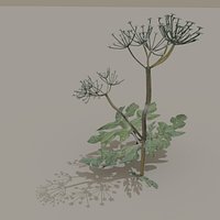 hogweed