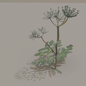 hogweed