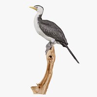 Pied Cormorant Phalacrocorax Varius Bird Remastered