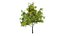 3D maple tree model