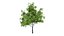 3D maple tree model