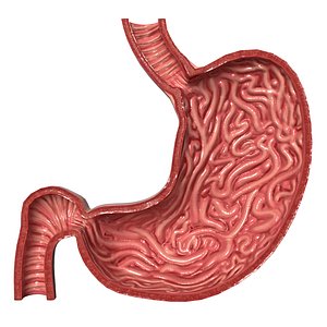 Stomach