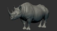 Black Rhinoceros