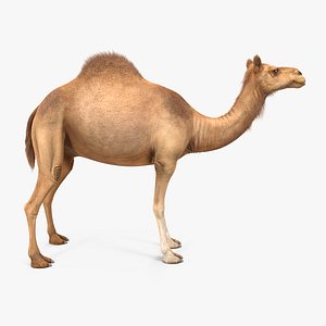 3ds camel realistic