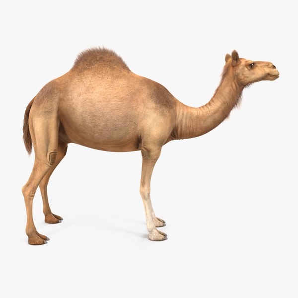 3ds camel realistic