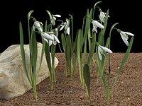 galanthus Snowdrop