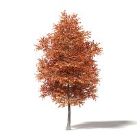 Alder 3D Model 7.2m