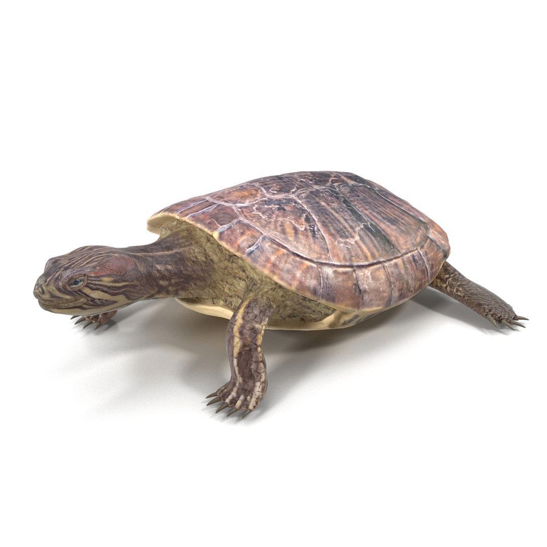 photorealistic animations max https://p.turbosquid.com/ts-thumb/XS/K67MPm/N1loW35H/011200/jpg/1410343051/1920x1080/fit_q87/370377d70fbe9cfd0b317ad7559d0e4c80ff7ca7/011200.jpg