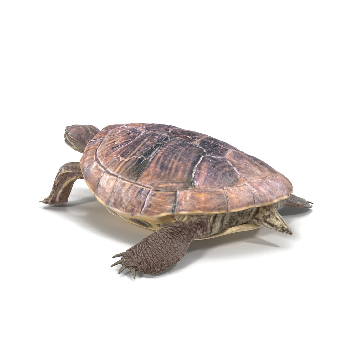 photorealistic animations max https://p.turbosquid.com/ts-thumb/XS/K67MPm/abLehpLS/031200/jpg/1410343051/1920x1080/fit_q87/769c4273448e2571151d4f16b541d4a5645772b8/031200.jpg