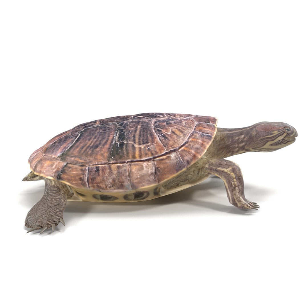 photorealistic animations max https://p.turbosquid.com/ts-thumb/XS/K67MPm/m6Y6Eg4p/051200/jpg/1410343051/1920x1080/fit_q87/9bb6b4e735695546599fb1711d94379c19011701/051200.jpg