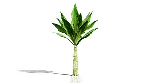 Celtuce Plants Stem Lettuce Vegetable Set