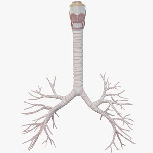 Bronchi  complete structure Human organ 3D model