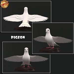 3d model pigeon