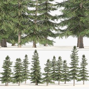 Alaskan Yellow Cedar Forest 3D model