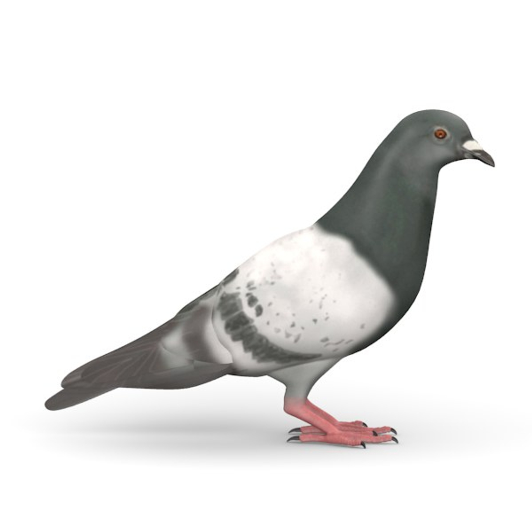 3d Pigeon Columba Livia Model