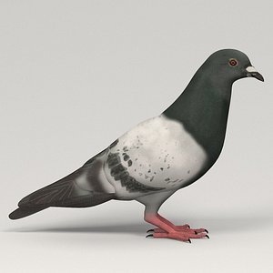 pigeon