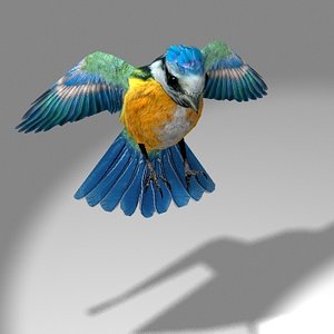 3d cute songbird blue tit model