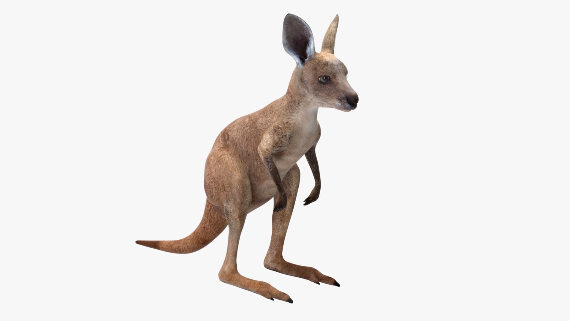 Baby Kangaroo Rigged for Maya 3D model preview