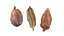 Spice Collection v1