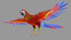 bird parrot wildlife feather parakeet horizontal fish animal