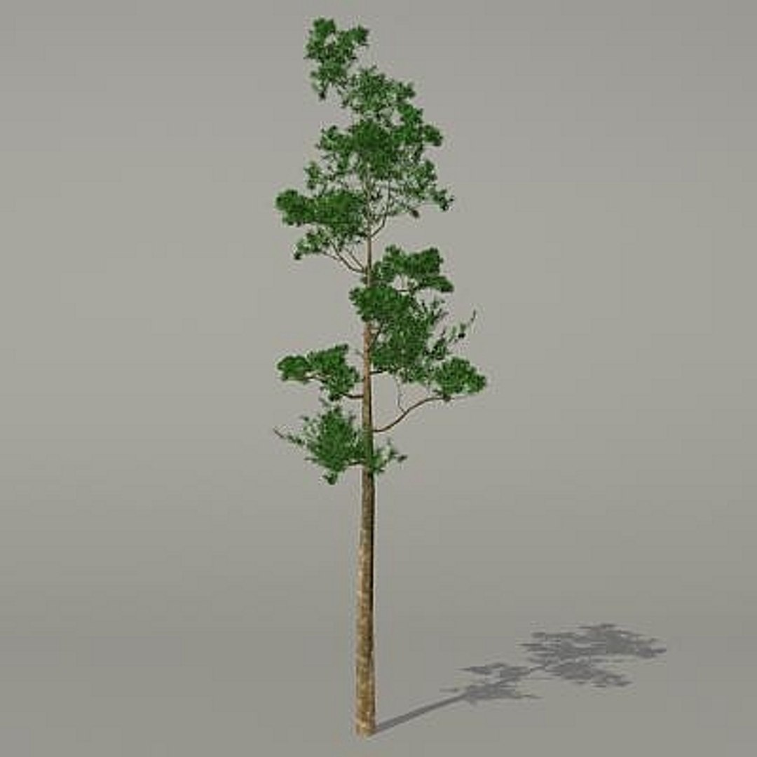 3d conifer