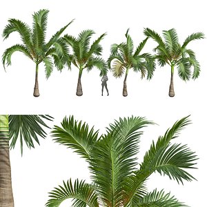 New Plant High detail Areca Catechu Small 3D