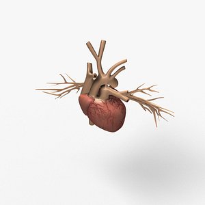 Heart and arteries/veins