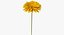3D yellow gerbera flower model